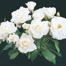 Spring Hill Nurseries In Bare Root White Flowering Iceberg Rose Tree Lowes Com Spring Hill Nursery Hybrid Tea Roses Rose Trees