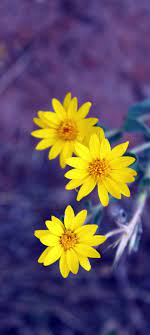 Purple And Yellow Yellow Violet Yellow Aesthetic Pastel Yellow Flowers