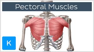 The pectoralis major muscles (also known as the pecs) are located on the front of the rib cage, and form the major muscles of the chest. Pectoral Muscles Area Innervation Function Human Anatomy Kenhub Youtube