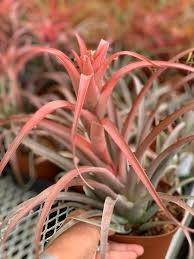 Image result for Buchnera capitata