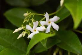Make sure you know the scientific as well as common name of your plant to be sure it is not toxic. Star Jasmine Plant Care Growing Guide