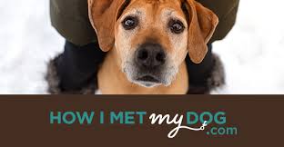 Homeward bound pet rescue was founded by a team of volunteers with many years of experience in pet rescue. Shelters Rescues How I Met My Dog