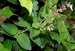 Image result for Orthosiphon thymiflorus