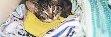 Safe for most fabrics · reduce wrinkles & static · add softness How To Remove Unwanted Pet Hair From Laundry Speed Queen