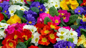 Check spelling or type a new query. What Is February S Birth Flower The Two Official Flowers For February