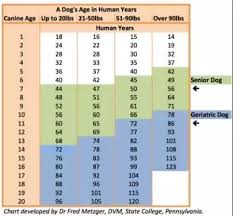 Dogs Age Conversion Chart Doberman Weight Chart By Age