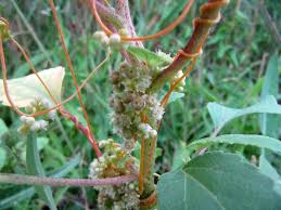 Image result for Cuscuta hyalina