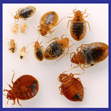 For some, modesto, ca is paradise, but for others it is a place that simply breeds pests. Allpro Pest Service Of Modesto Allpro Pest Services