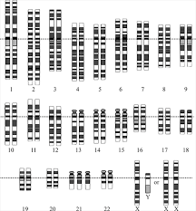 In class we obtained cheek cells using a toothpick and stained cells. All Sorts Of Mutations Changes In The Genetic Code Lesson Teachengineering