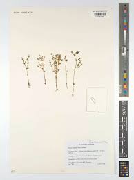 Image result for Exochaenium