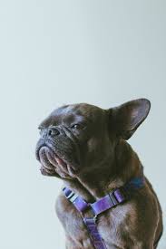 In my video you will have seen the shedding tool in action. French Bulldog Shedding Keep It Under Control Askfrenchie Com