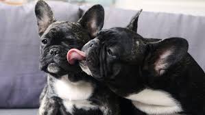 Some still use the name toy bulldog in reference. Mini French Bulldog 10 Cute Facts You Didn T Know All Things Dogs All Things Dogs