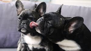 Producing miniature french bulldogs aka micro frenchie with beautiful confirmation and health since 2001. Mini French Bulldog 10 Cute Facts You Didn T Know All Things Dogs All Things Dogs