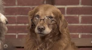 8 Things You Never Knew About Dogs