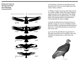 27 all inclusive bird size comparison chart