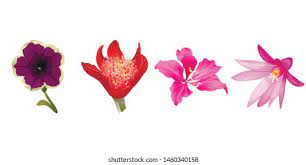 Petunia Flower Emoji Best Flower Wallpaper