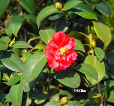 Image result for Theaceae