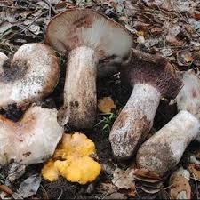 Image result for Russula compacta