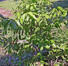 Image result for Carpolobia goetzei