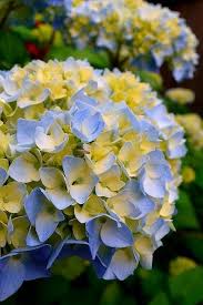 We did not find results for: Long Blooming Light Blue Flowers Show Early Spring And Mounds Of Dark Green Leaves Turn Vibrant Yellow In Fall Desc Beautiful Flowers Yellow Hydrangea Flowers