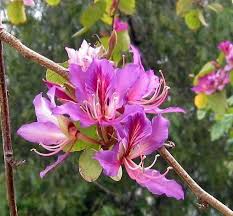 If a formal arrangement is what you desire then a row of crepe myrtle, dogwoods or magnolia trees will create this look. Bauhinia Purpurea 10 100 Seeds Pink Purple Orchid Flowering Tree Came The Plant Attraction