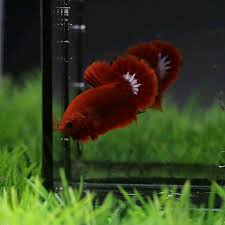Hellboy betta fish top grade #trending #bettafish #hellboy. Ohmpk Red Fancy Hellboy