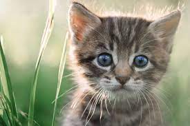 Download in under 30 seconds. 7 Super Cute Kitten Traits You Ll Love Petbarn