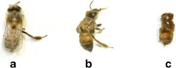 Where to watch queen bees. Outcomes Of Honeybee Pupae Inoculated With Deformed Wing Virus Genotypes A And B Springerlink