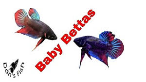 Bettas are sold in small cups at the store, this is not the way to keep them. Betta Imbellis Breeding Raising A Peaceful Betta Youtube