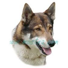 Image result for západosibiřská lajka