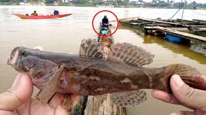 Simak beragam tanaman termahal di dunia dan indonesia di artikel ini! Rejeki Mancing Dapat Ikan Mahal Air Tawar Fish Hunting Youtube