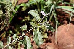 Image result for Ehretia obtusifolia