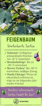 Pin Von Heidrun Benter Auf Feigenbaum Feigenbaum Feigenbaum Pflanzen Winterhart