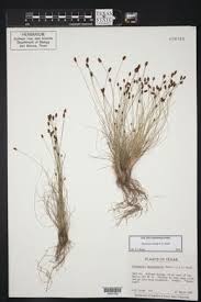 Image result for Eleocharis atropurpurea