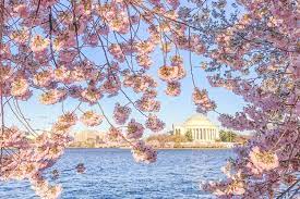 Best Places to See Cherry Blossoms in D.C. in 2023
