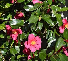 Surface epithelial related activation of complement differs un crohn's disease and ulcerative colitis. Fungal Disease Blights Camellia Petals Otago Daily Times Online News