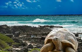 Free for commercial use no attribution required high quality images. Island Turtles Of The Galapagos The Species That Inspired Evolution