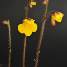 Image result for Genlisea margaretae