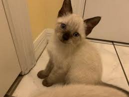 Siamese And Domestic Medium Hair Mixed Cat For Adoption In Oviedo Florida Trouble The Chocolate Point Siamese In Oviedo F Cat Adoption Siamese Kittens Cats