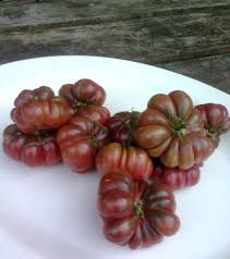 I put old sheets on top of my germinating carrots. Germinating Old Seeds Gardenercook S Blog