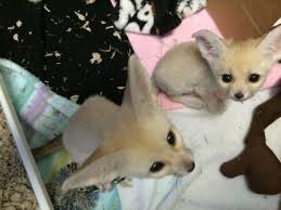 Fennec Foxes Spotted Genets Kinkajous And Baby Koalas For Sale Fennec Fox Pet Fennec Fox Cute Animals