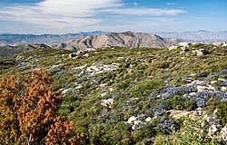 Chaparral