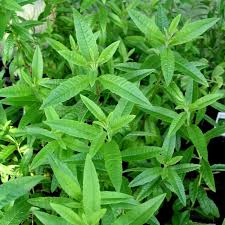 Zitronenstrauch Zitronenverbene Aloysia Triphylla Lippia Citriodora Zitronenverbene Verbenen Zitrone