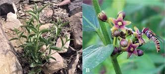 Image result for Vincetoxicum monticola