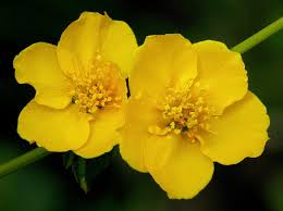 Kerria Japonica 3 Cultivar Flores