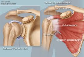 Muscle names in arm : Rotator Cuff Anatomy Illustration Common Problems