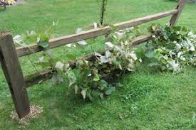 Southlake deck and fence builders is locally owned and operated in the southlake area. Grape Vine Trellis From A Salvaged Split Rail Fence 7 Steps With Pictures Instructables