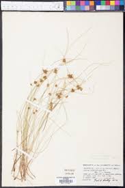 Image result for Pycreus niger