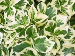 Image result for Euonymus fortunei