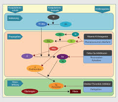 Marcumar 98 stück n3 von meda pharma gmbh & co. Antikoagulation Medikamente Pdf